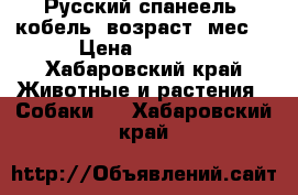 Русский спанеель (кобель) возраст 1мес. › Цена ­ 1 000 - Хабаровский край Животные и растения » Собаки   . Хабаровский край